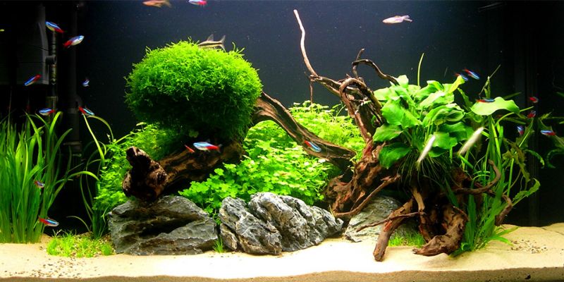 126l - Green Oasis - norberts