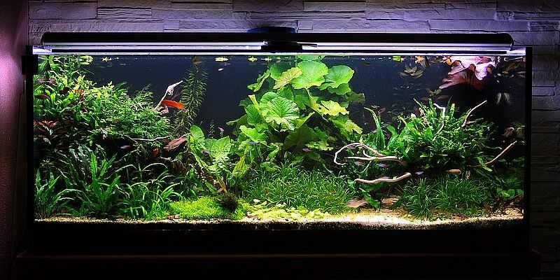 450l - obione81