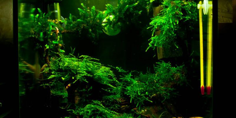 030l - krewetkarium - Paweł Mielczarkowski