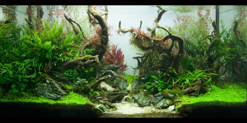 200l - Spirit of Nature - Piotr Michalski 