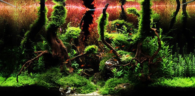 182l - The Forgotten forest