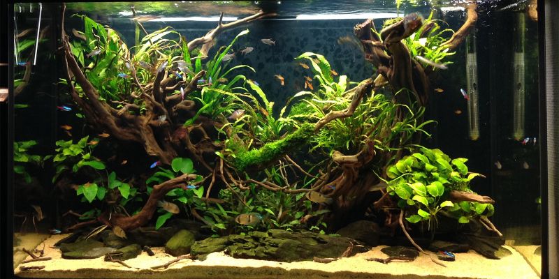 240l - Jungel river