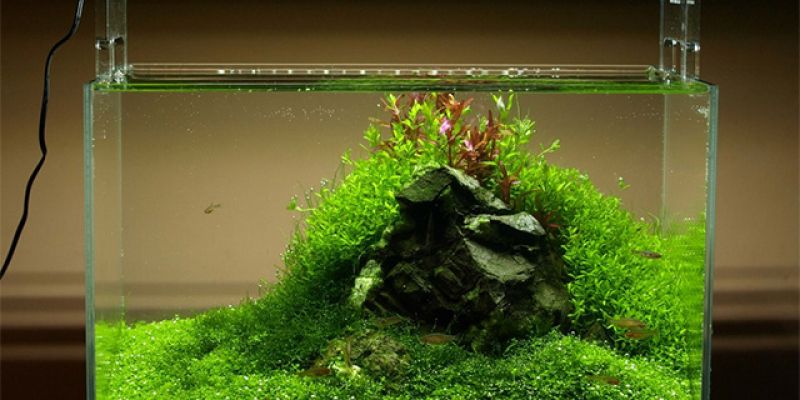 020l - Mini M - Rafau
