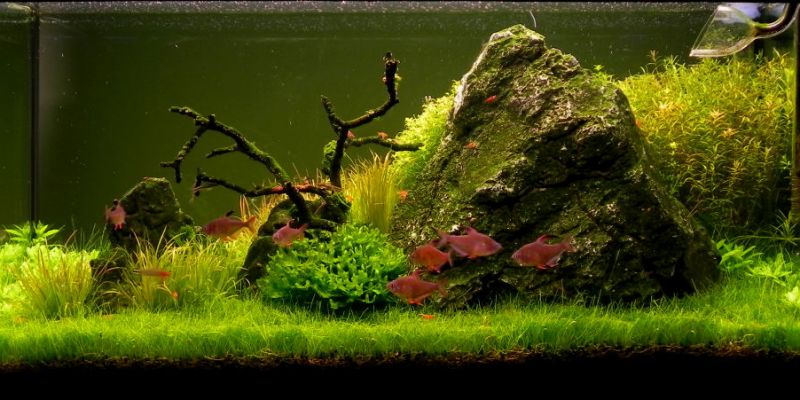 112l - Lonely Rock - świerzak