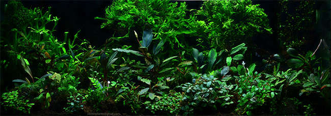 090l - Bucephalandrowa kraina - Vasteq