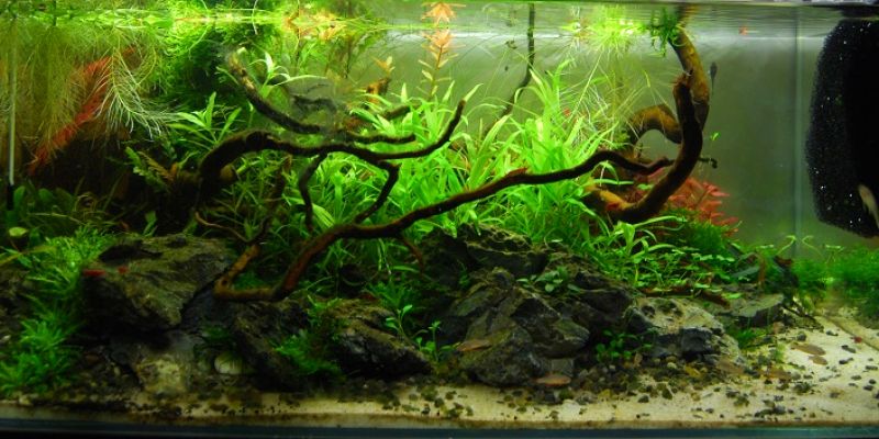 060l - Forgotten Root - ZetaRII