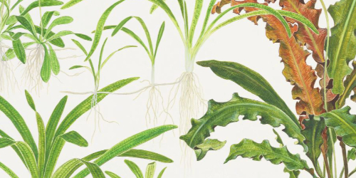 Plakaty i obrazki z roślinami Tropica