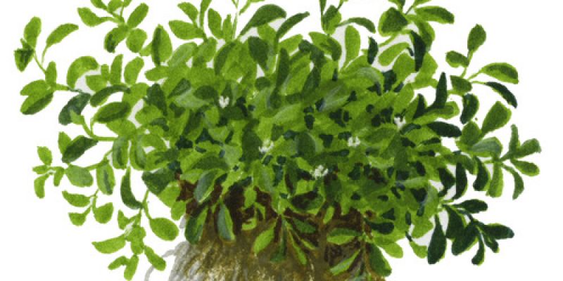 Glossostigma elatinoides Platinum