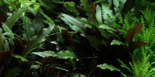 Cryptocoryne beckettii Petchii TROPICA
