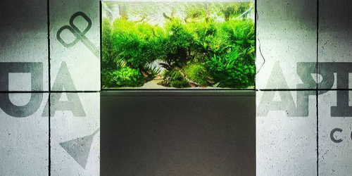 Polish Aquascaping Contest