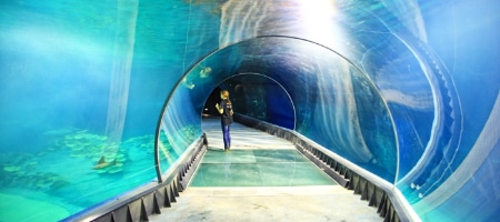 Wrocławskie Afrykarium czwartym cudem w Świecie