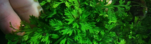 Nowa odmiana bolbitisa