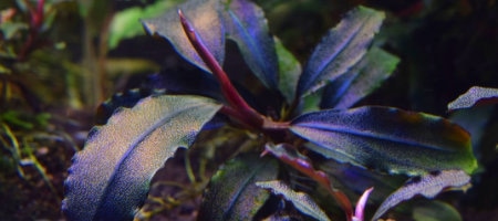 Akwarium z roślinami z rodzaju Bucephalandra