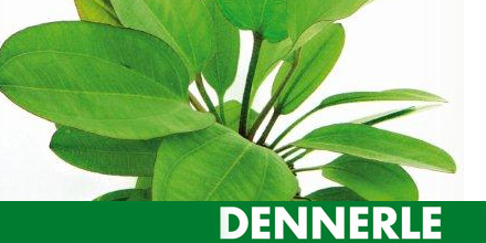 Marka DENNERLE w Polsce
