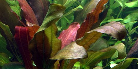 Warsztaty poświęcone roślinom z rodzaju Echinodorus