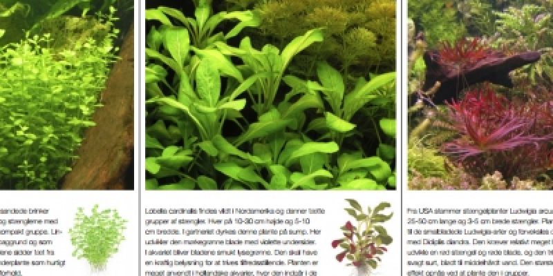 Najlepszy atlas/encyklopedia roślin