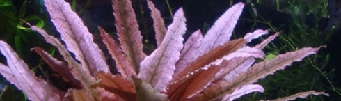 Ciekawa odmiana: Cryptocoryne sp. flamingo