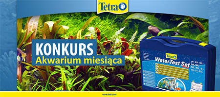 Konkurs - akwarium miesiąca
