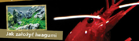 Magazyn Akwarium nr 9/2011 (110)
