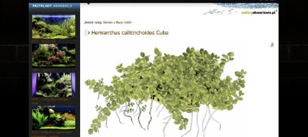 Nowa opcja - powiązane rośliny i akwaria