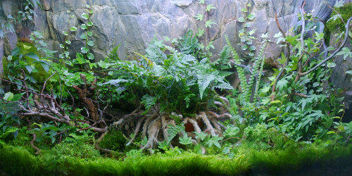 Paludarium Maćka