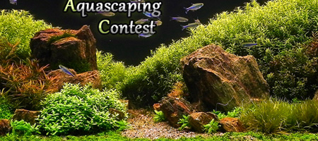 Romanian Aquascaping Contest 2014