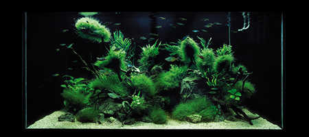 Polskie Sumida Aquarium