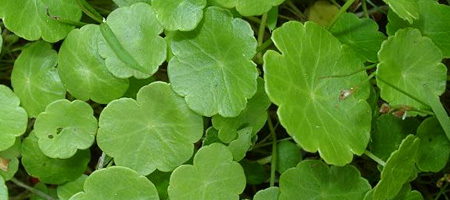 Wyciąg z Hydrocotyle asiatica lekiem na depresję?