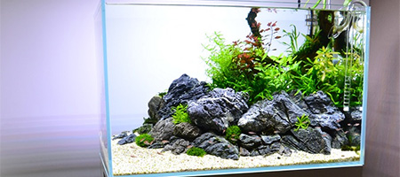 Doświadczenie z nawozami Tropica