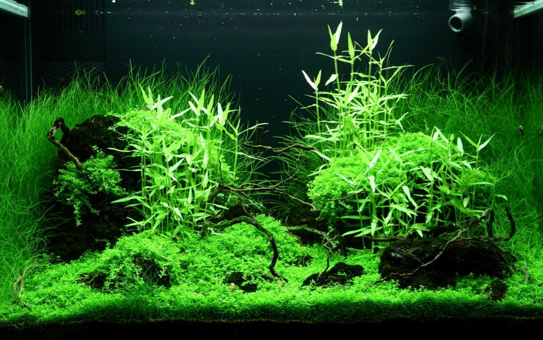 100l - Adrie Baumann (Tropica)