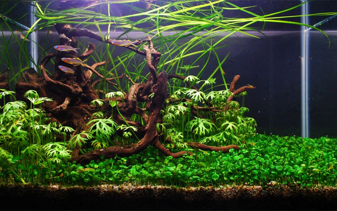 028l - James Starr-Marshall (Tropica)