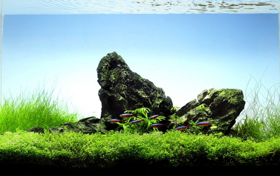 60l - Mark Evans (Tropica)