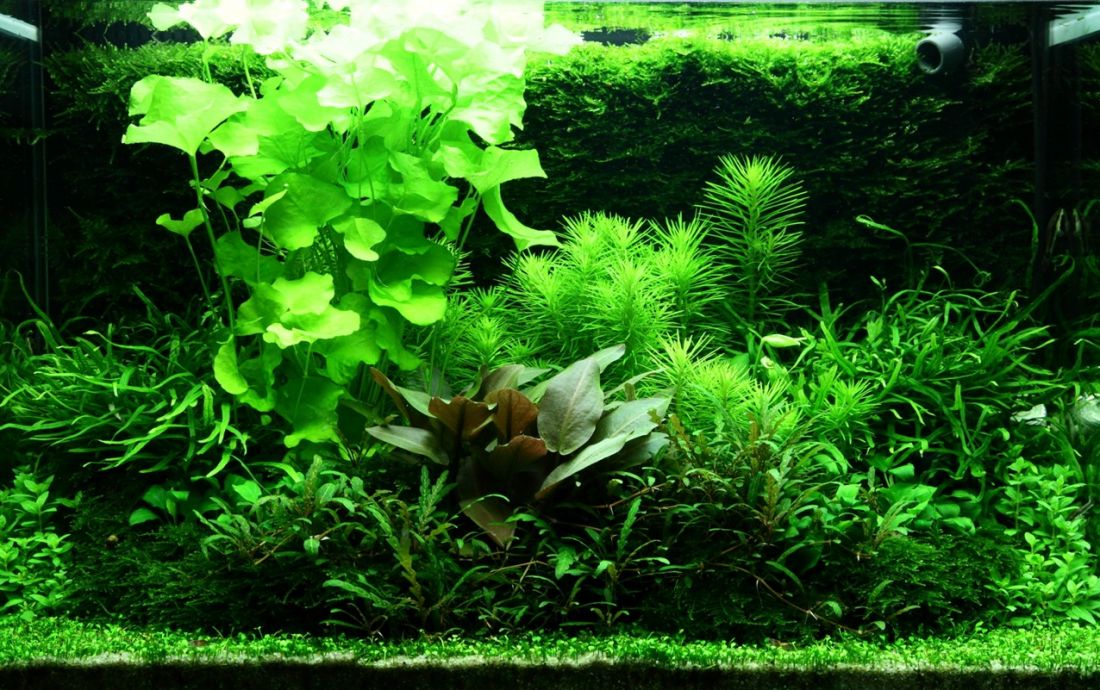 100l - Adrie Baumann (Tropica)