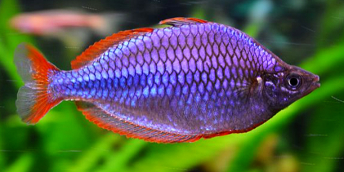 Tęczanka neonowa - Melanotaenia praecox