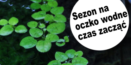 Początek sezonu na oczko wodne