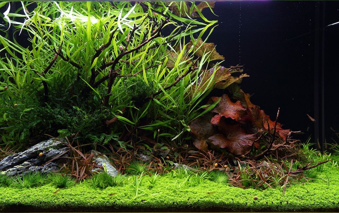 250l - George Farmer i Jurijs Jutjajevs (Tropica)