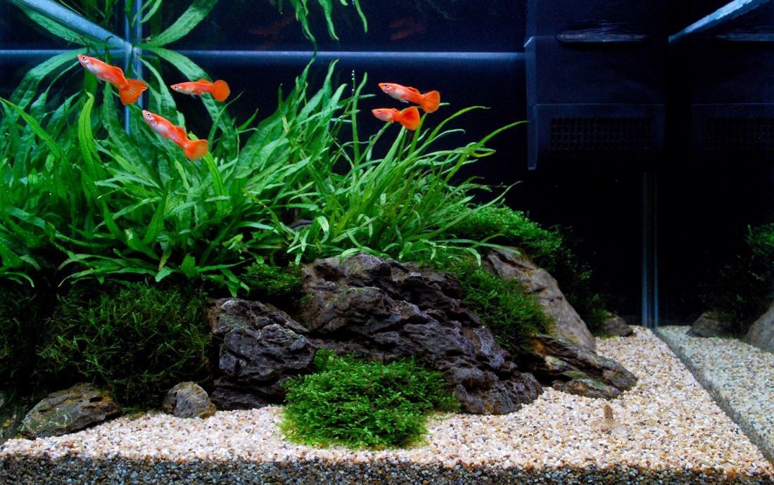 057l - James Starr-Marshall (Tropica)