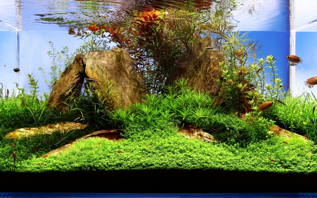 200l - Mark Evans (Tropica)
