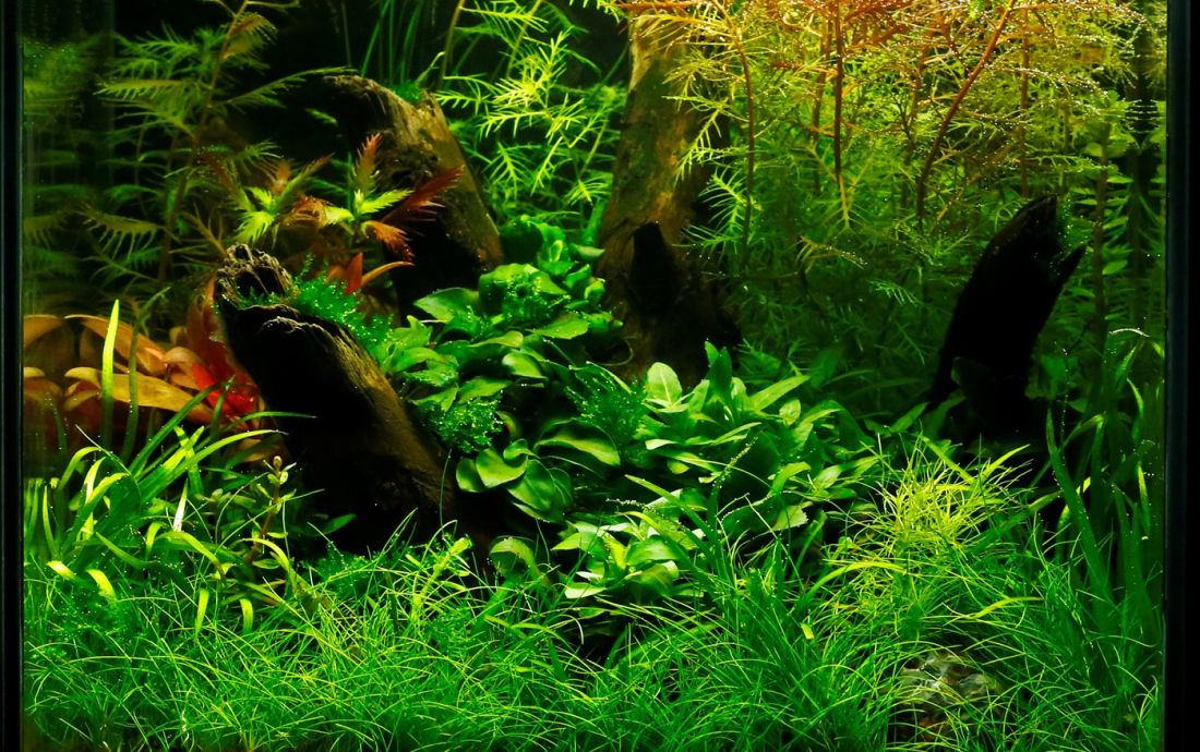 025l - George Farmer (Tropica)