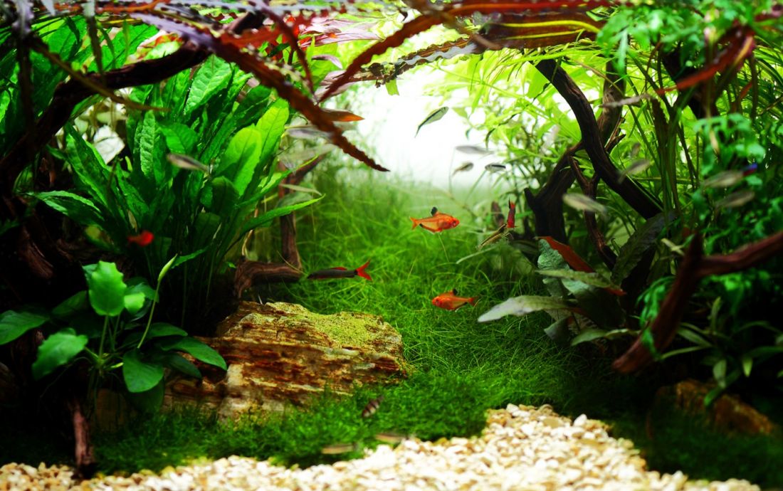 360l - Mark Evans (Tropica)