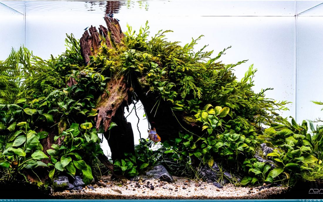 054l - Fabian Beck (Tropica)