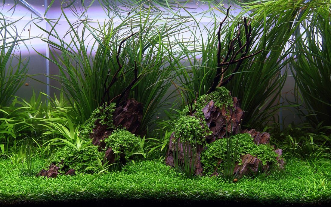 075l - George Farmer i Jurijs Jutjajevs (Tropica)
