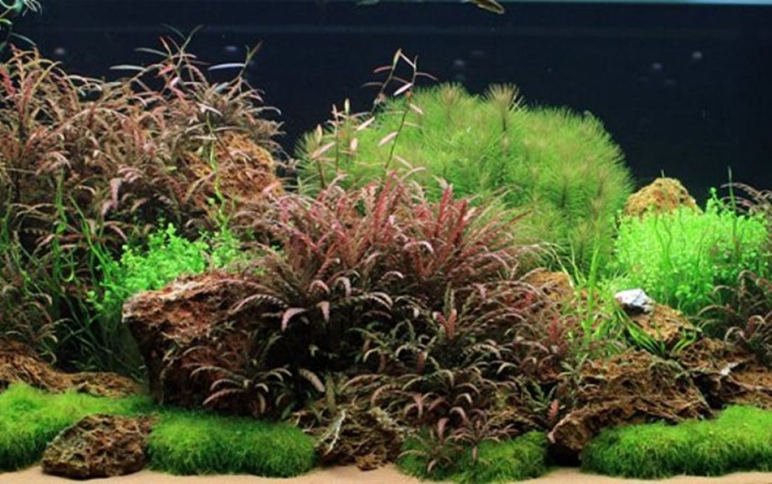 360l - Oliver Knott (Tropica)
