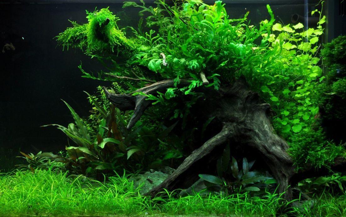 140l - Tropica Aquarium Plants
