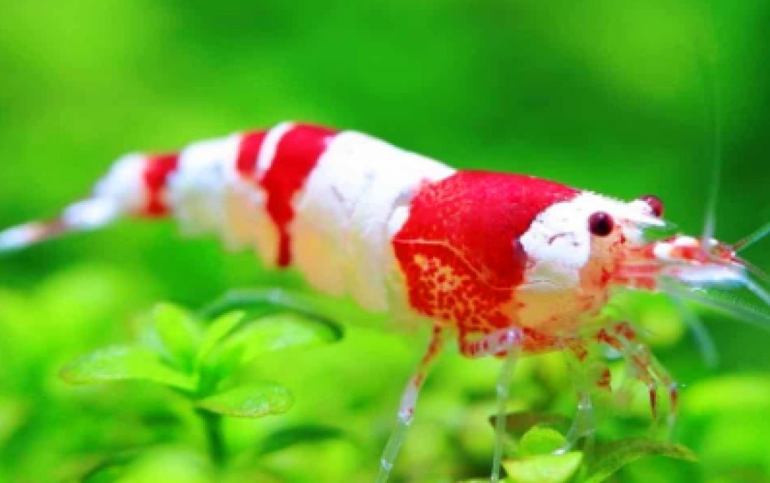 Krewetka Crystal Red - Caridina Crystal Red Bee