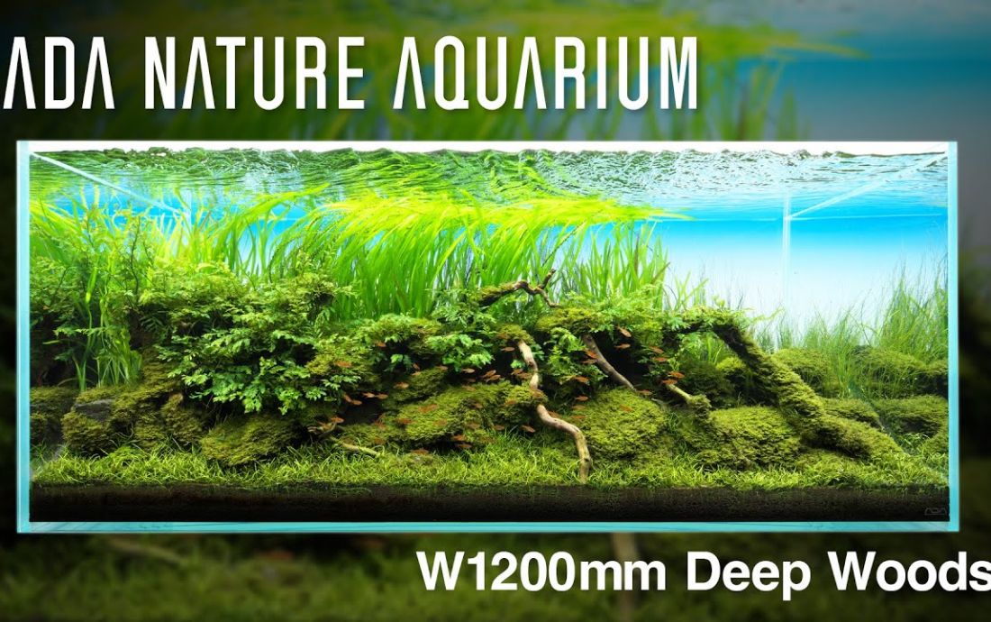 Tutorial ADA 120cm (300l)