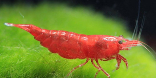 Krewetka Sakura Red - Neocaridina davidi var. Red Sakura