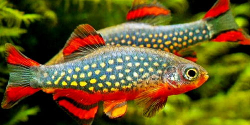 Danio galaxy - Danio margaritatus