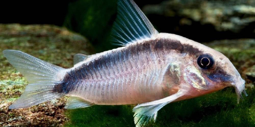 Kirysek strumieniowy (pasiasty) - Corydoras arcuatus