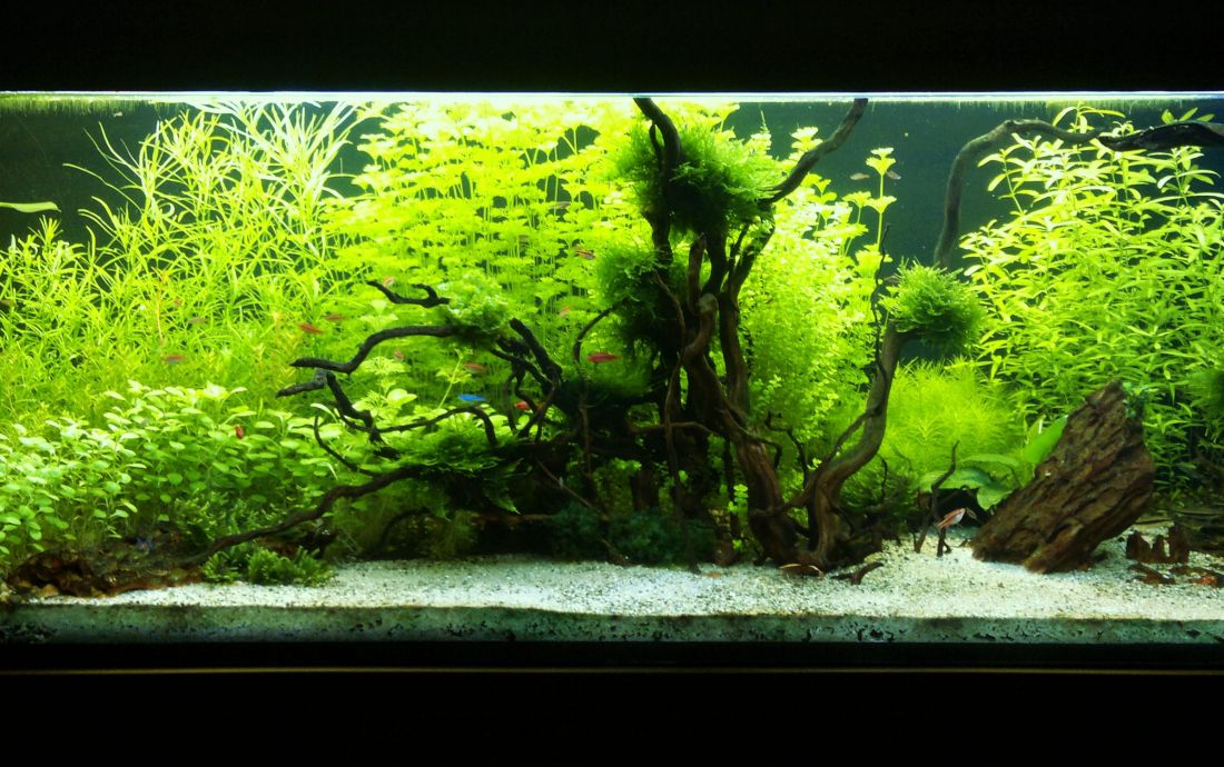 720l - Natural Mystic - 3D5_Project 